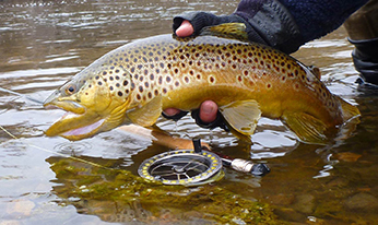 top 10 Trout flies