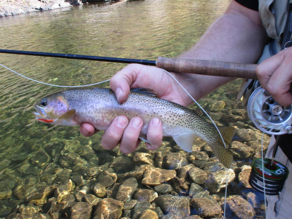 https://riverbum.com/product_images/uploaded_images/cutthroat.jpeg