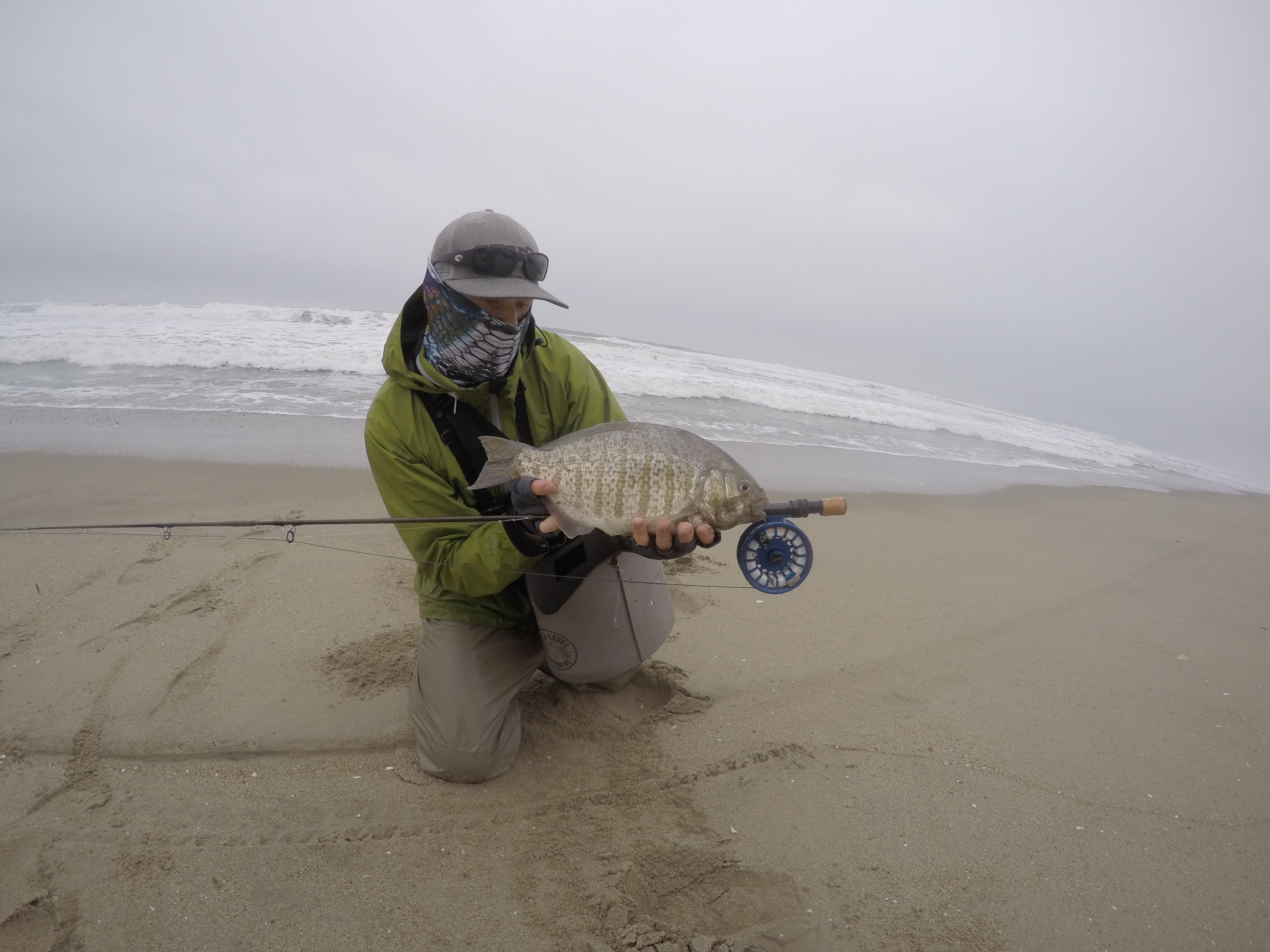 Surfperch, Fly Fishing the Surf 