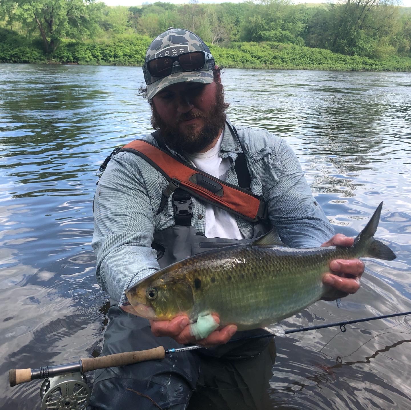 american shad fishing