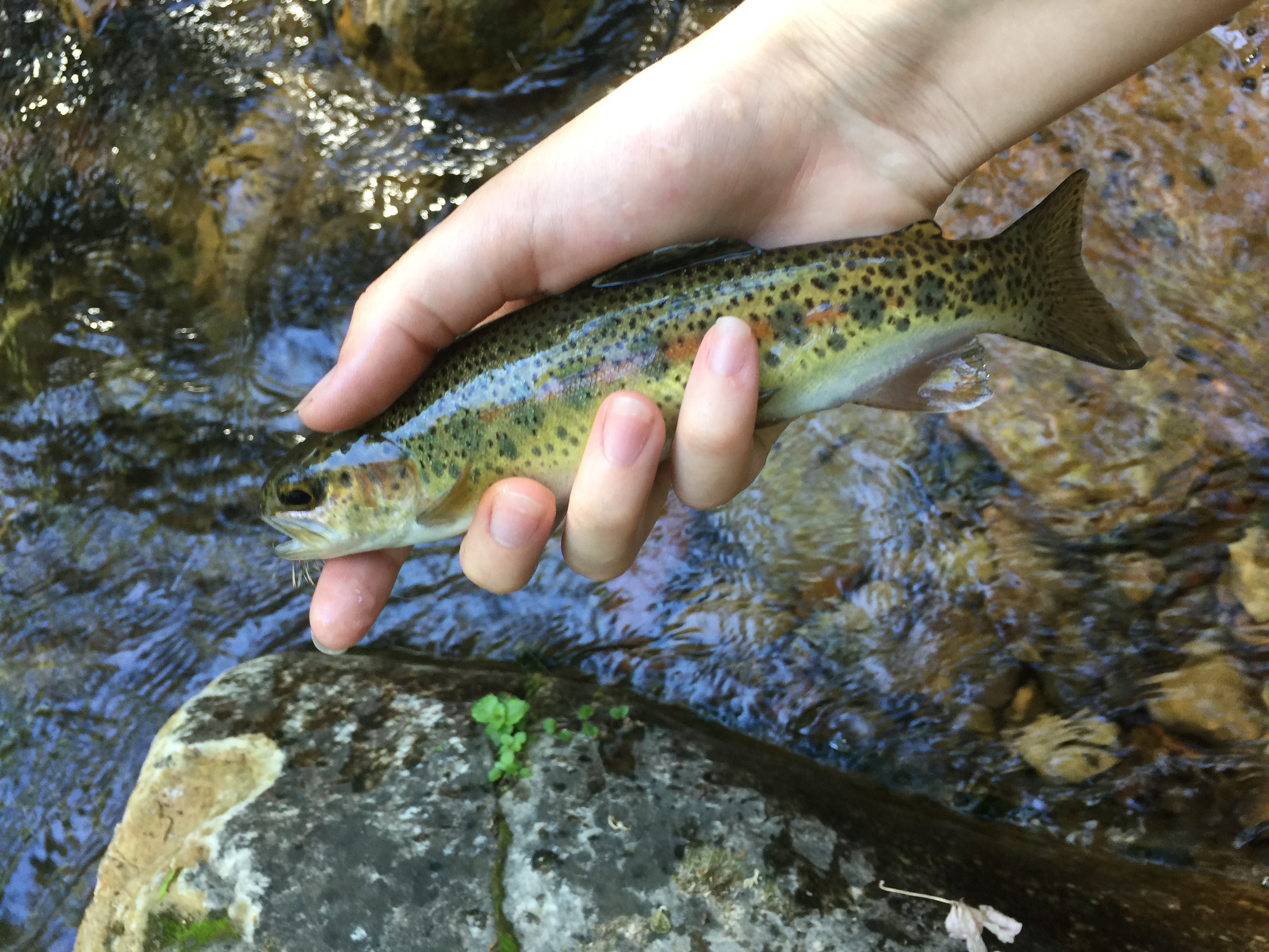 Trout Fishing in Small Streams - The Fishing Website