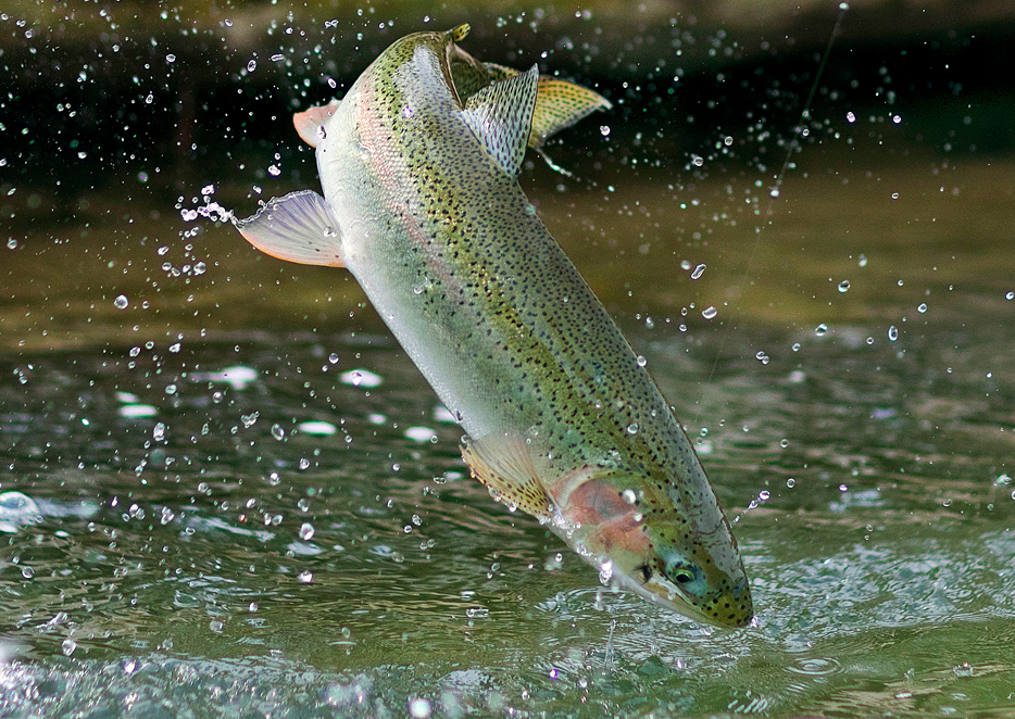 Mountain Creek Fishing for Rainbow Trout!! 